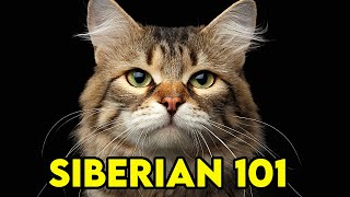 SIBERIAN Cat 101  EVERYTHING You NEED To Know  Cat Breeds 101 [upl. by Corabelle591]