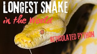 ⚠️❗️🫣😲Worlds Longest Snake [upl. by Arvid]