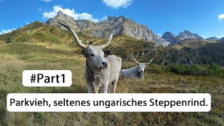 Seltenes ungarisches Steppenrind  Part1  Die letzten zwei Tiere in der Schweiz [upl. by Maxentia]