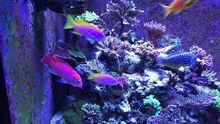 Bimac anthias 120g sps [upl. by Yelraf273]