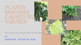 Plantdiseases Plant diseases caused by viruses [upl. by Imrots]