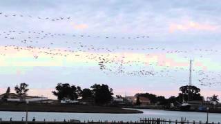 Cape Cormorants flying to roost along the Berg River Port Owen [upl. by Cressy]