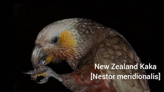 New Zealand KakaNestor meridionalis [upl. by Janiuszck877]