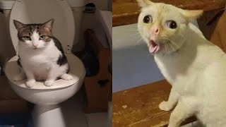 Compilation New Funniest Cat Videos 😹 You laugh You Lose 🤣 Best of Funny Cat Videos 😂 6 [upl. by Fanchie]