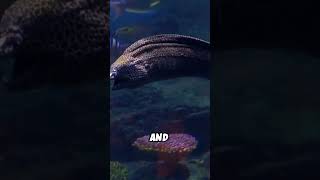 Shocking Electric Eel Fun Facts [upl. by Ruskin]