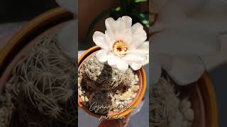 Gymnocalycium parvulum cactus plants [upl. by Bello718]