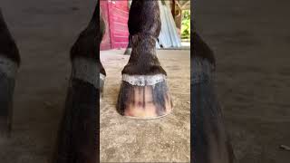 An incredible transformation by farrier equestrain hoofing trim ytshort fyp foryou [upl. by Whallon]