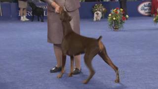 Doberman in Best in Show [upl. by Krys]