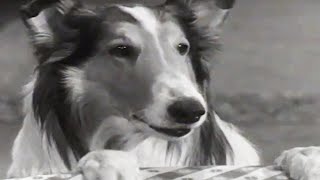 Lassie  Stablemates  Lassie English Full Episodes  Old Cartoon  Videos For Kids 🐕 [upl. by Weidman185]