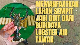 budidaya lobster air tawar di lahan sempit [upl. by Ricard]