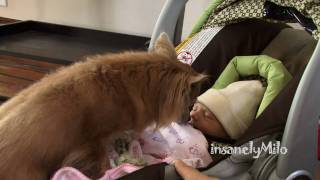 Chihuahua Meets Newborn Baby Sister [upl. by Plath]