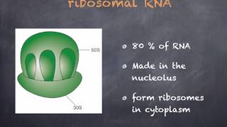 AS level F1 Nucleotides and RNA Ms Cooper [upl. by Fang]