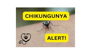 Chikungunya Explained Symptoms Prevention and Treatment [upl. by Ynnot588]