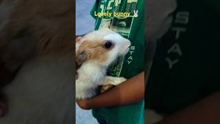 Rabbit ❤️pet shortsfeed [upl. by Kathlin315]