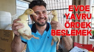 Evde Yavru Ördek Bakımı [upl. by Oicanata]