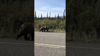 Driving through the Yukon bear yukon canada animals shorts shortvideo [upl. by Balch726]