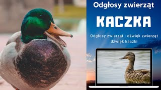 Odgłosy ZWIERZĄT KACZKA kaczki Kaczka efekt dźwiękowy kaczek kwakanie Odgłosy PTAKÓW OGŁOSY KACZKI [upl. by Nanahs]