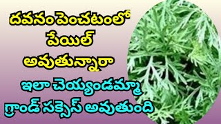 దవనం పెంచటంలో పేయిల్ అవుతున్నారా l ఈ Tips పాలో అవ్వండి గ్రాండ్ సక్సెస్ [upl. by Torp]