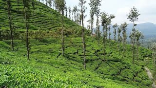 Assam tea garden [upl. by Irehc]