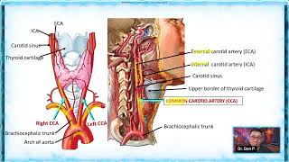 BIO 202 Arteries Lab [upl. by Nojel]