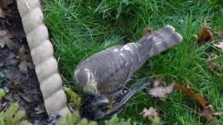 Sparrowhawk plucking a Starling 1 [upl. by Yebot]