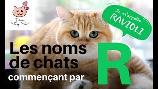 😸Les noms de chats en R 😸Quel nom choisir pour votre chat [upl. by Ainahs]