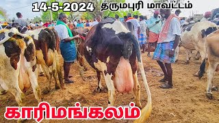 1452024 karimangalam cow market Dharmapuri district HF cow Jersey cow Biggest cow market price [upl. by Picco]