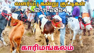 12112024 வளர்ப்பு கன்று குட்டிகள் காரிமங்கலம் மாட்டு சந்தை தருமபுரி மாவட்டம் karimangalam [upl. by Iroj]