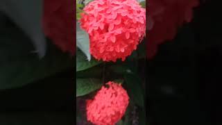 Ixora Plant Care  Beautiful Ixora Flower shortvideo 🌿🏵️ [upl. by Nylekcaj]