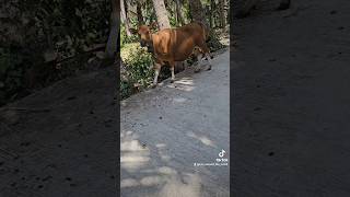 Cow Racing in Nusa Penida [upl. by Rivy]