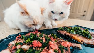 Ribeye Steak with Chimichurri Sauce for Cats Cat Friendly  Fine Dining for Cats  The Cat Butler [upl. by Silloh]