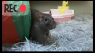 rat City the mini movie  share 1 more to cannel [upl. by Brill]