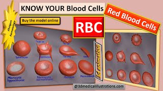 rbc shapes  variation in size and shape of rbc  red blood cell shapes  how it affects circulation [upl. by Angelo]