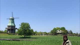 Rice Fields in Autumnjapan ibaraki life ricefield plants inaka [upl. by Lamoureux]