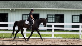 STIRLINGS GOLD Flat  WTC  Adoptable Thoroughbred Gelding  New Vocations [upl. by Haceber185]