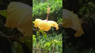 hibiskus malaga historischer botanischer Garten shorts 3 [upl. by Saidnac49]