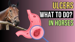 Gastric Ulcers in HORSES  A Comprehensive Guide [upl. by Silrak841]