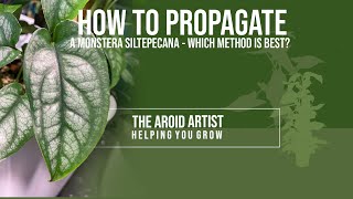 How to PROPAGATE A MONSTERA SILTEPECANA – 4 different ways [upl. by Gretchen419]