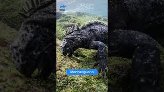 Here are some animals that are closest dragons  animalplanetindia shorts [upl. by Nahpos]