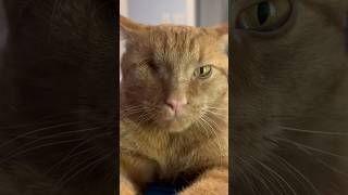 Enjoying the cuddles but not the judgmental staring… cat orangecat cutepets [upl. by Barnard]