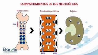 Respuesta leucocitaria y patologías asociadas [upl. by Ninel]