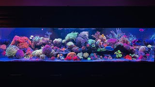 Singspot Main Mixed Reef Tank [upl. by Karoline162]