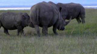 Rhino Milking [upl. by Talbot]