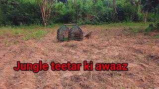 teetar awaz teetar voice gray francolin teetar sound female teetar awaz madi tetar awaz [upl. by Nodnarbal]