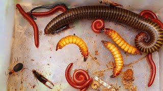 One Giant Millipede and Many Red Millipedes in the Wet Colony of the Building insects aminals [upl. by Jarib]