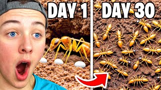 Reacting To 30 DAY ANT COLONY SIMULATION [upl. by Hauser]