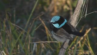 Suberb Fairy wren Malurus cyaneus [upl. by Abrahamsen574]