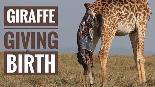 Giraffe giving birth [upl. by Yentirb861]