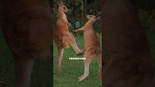 Why Do Kangaroos Box Fascinating Facts About Their Behavior didyouknow [upl. by Alten]