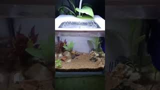 My Betta fish new set up 🔥🔥🤟👍👍❤️ [upl. by Ardnasirhc]